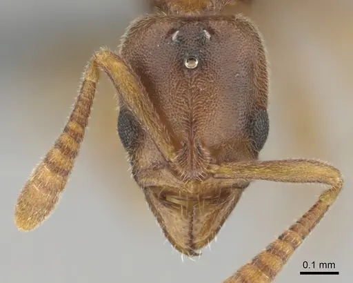 Hypoponera lepida - CASENT0815865