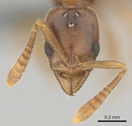 Hypoponera lepida - CASENT0815865