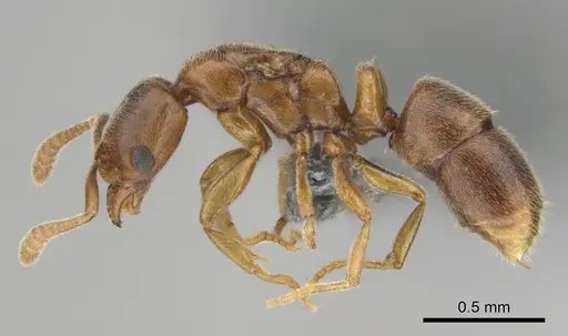 Hypoponera lepida - CASENT0815865