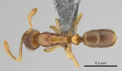 Hypoponera lepida - CASENT0815866