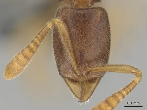 Hypoponera lepida - CASENT0815866