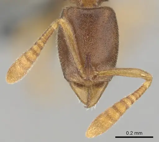 Hypoponera lepida - CASENT0815866