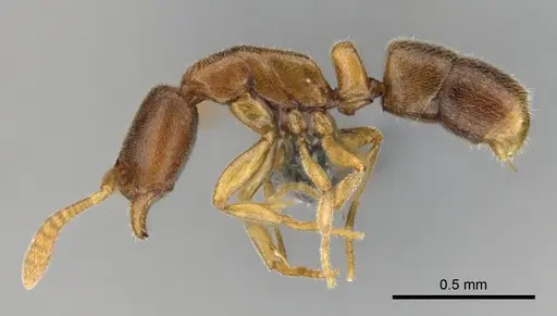 Hypoponera lepida - CASENT0815866