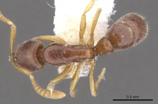 Hypoponera lepida - CASENT0902544