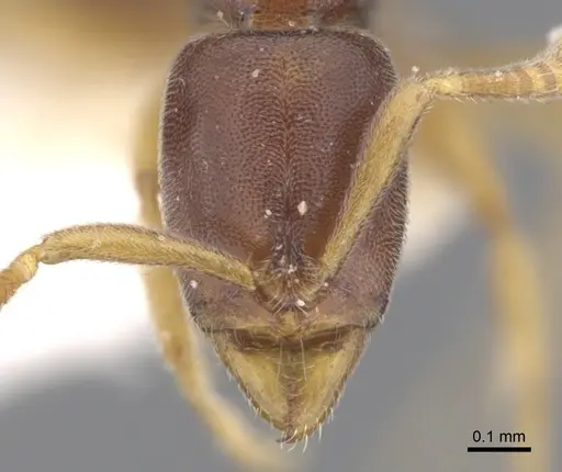 Hypoponera lepida - CASENT0902544