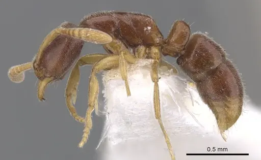 Hypoponera lepida - CASENT0902544