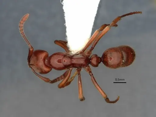 Hypoponera leveillei specimen