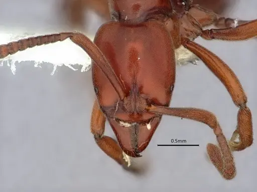 Hypoponera leveillei specimen