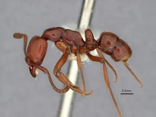 Hypoponera leveillei specimen