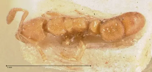 Hypoponera longiceps specimen