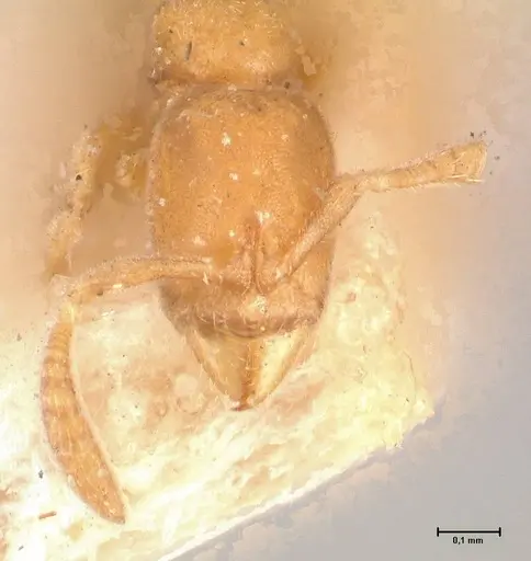 Hypoponera longiceps specimen