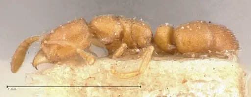Hypoponera longiceps specimen