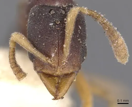 Hypoponera lumpurensis specimen