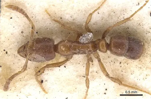 Hypoponera mackayensis specimen