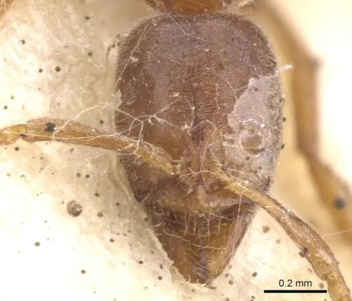 Hypoponera mackayensis specimen