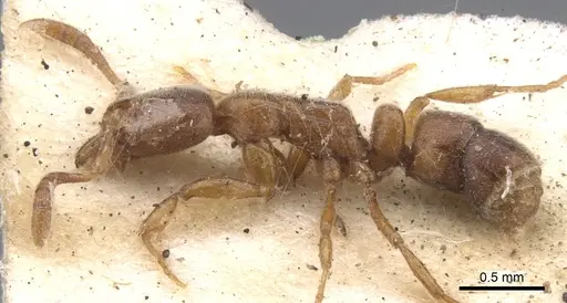 Hypoponera mackayensis specimen