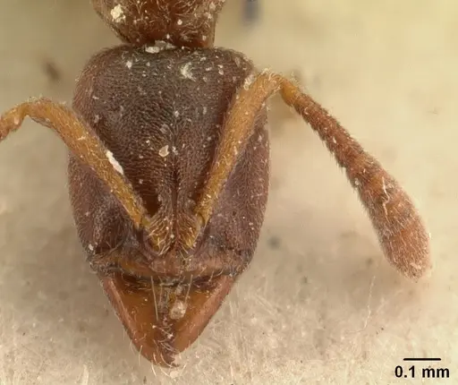 Hypoponera madecassa specimen
