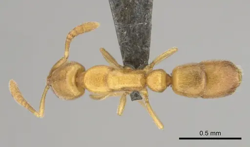 Hypoponera meridia specimen
