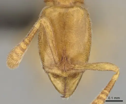 Hypoponera meridia specimen