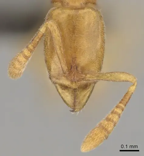 Hypoponera meridia specimen