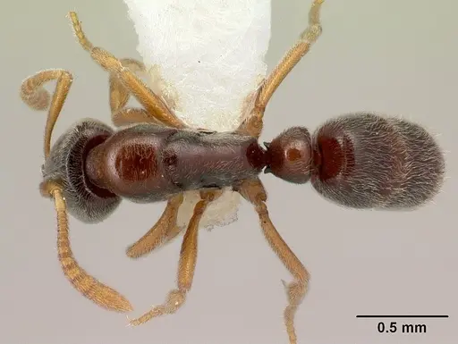 Hypoponera mixta specimen
