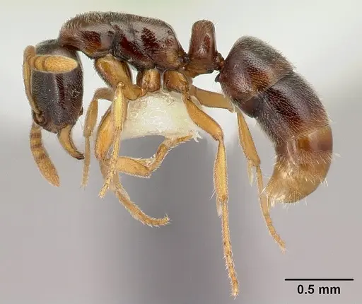Hypoponera mixta specimen