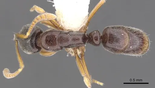 Hypoponera mixta - CASENT0902553