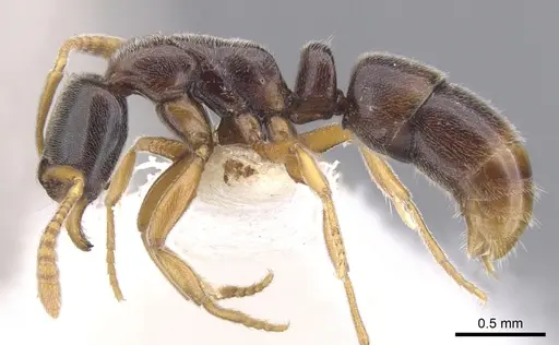 Hypoponera mixta - CASENT0902553