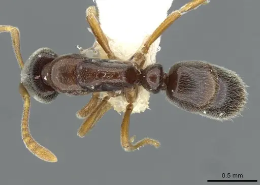 Hypoponera mixta - CASENT0911176