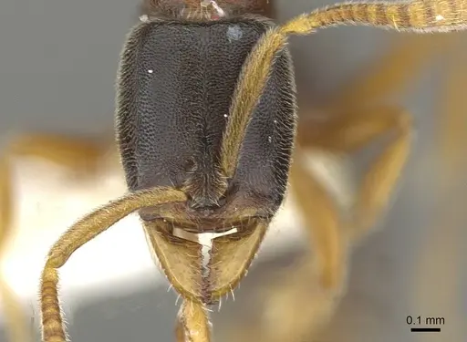 Hypoponera mixta - CASENT0911176