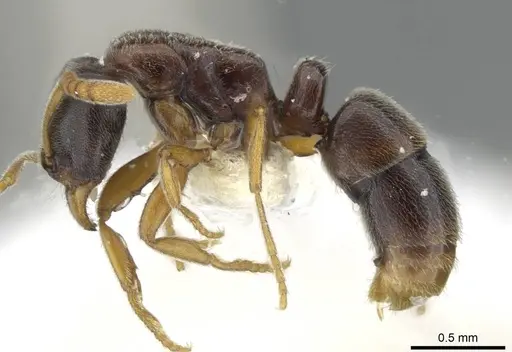 Hypoponera mixta - CASENT0911176