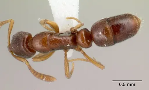 Hypoponera molesta specimen