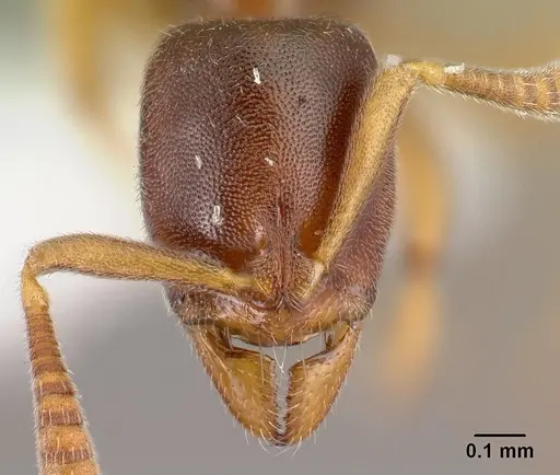 Hypoponera molesta specimen