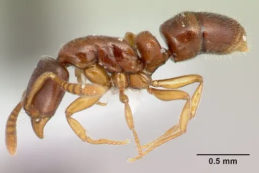 Hypoponera molesta specimen