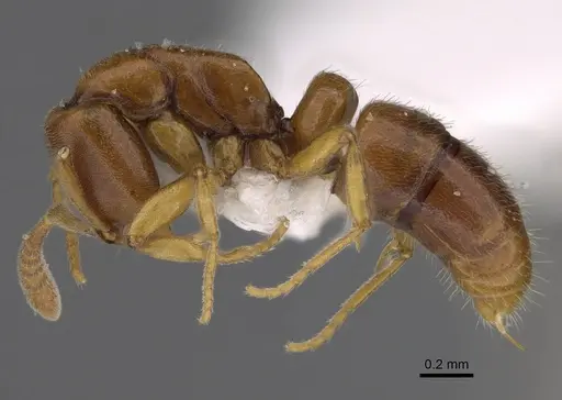 Hypoponera molesta - CASENT0218487