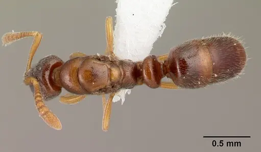 Hypoponera molesta - CASENT0218488