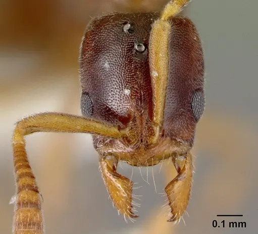 Hypoponera molesta - CASENT0218488