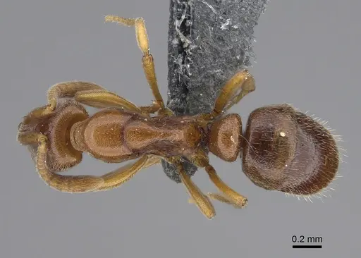 Hypoponera molesta - CASENT0361603