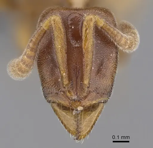 Hypoponera molesta - CASENT0361603