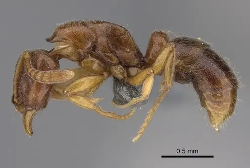 Hypoponera molesta - CASENT0361603