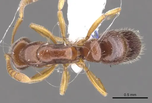 Hypoponera molesta - CASENT0902561