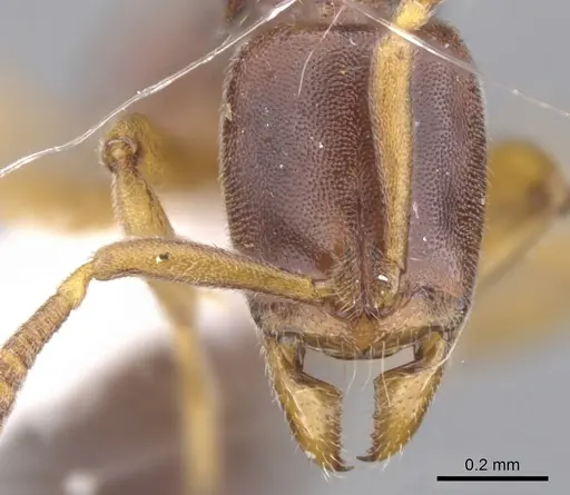 Hypoponera molesta - CASENT0902561