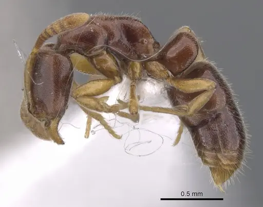 Hypoponera molesta - CASENT0902561