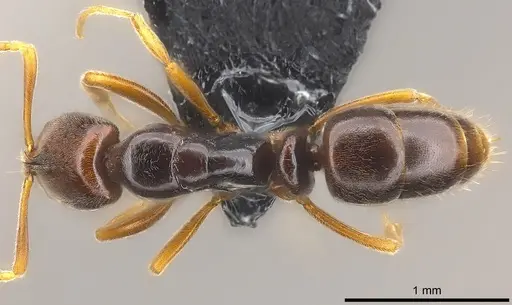 Hypoponera monticola specimen