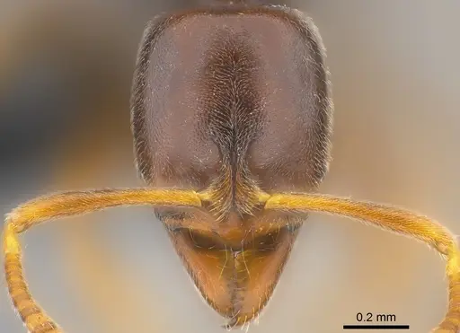 Hypoponera monticola specimen