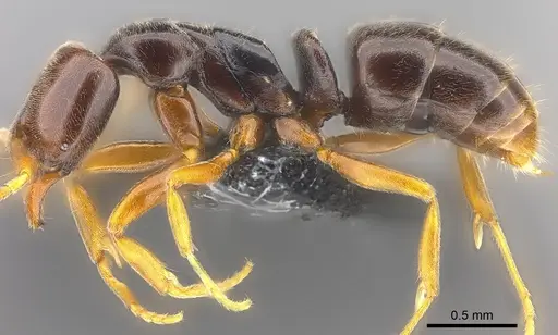 Hypoponera monticola specimen