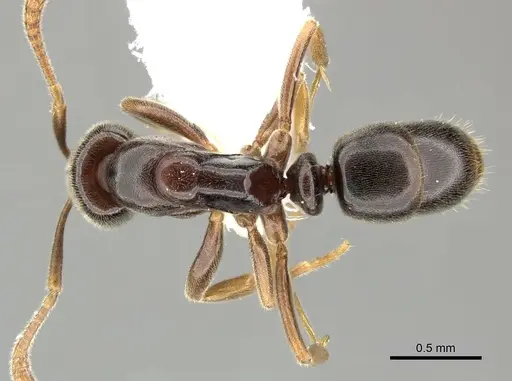 Hypoponera monticola - CASENT0270526