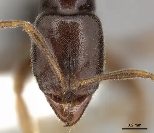 Hypoponera monticola - CASENT0270526