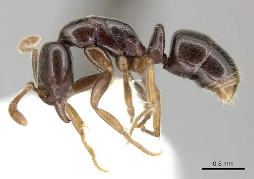 Hypoponera monticola - CASENT0270526