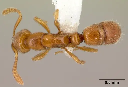 Hypoponera natalensis specimen